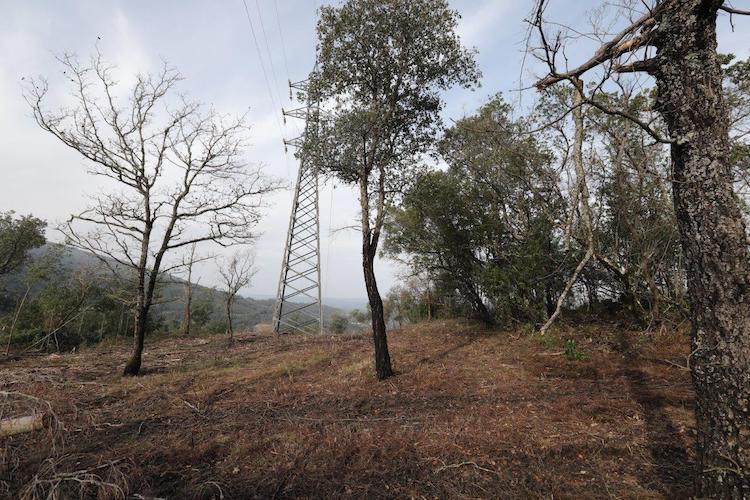 Rádio Regional do Centro: Mata do Sobral em Serpins com acções de controlo de espécies invasoras