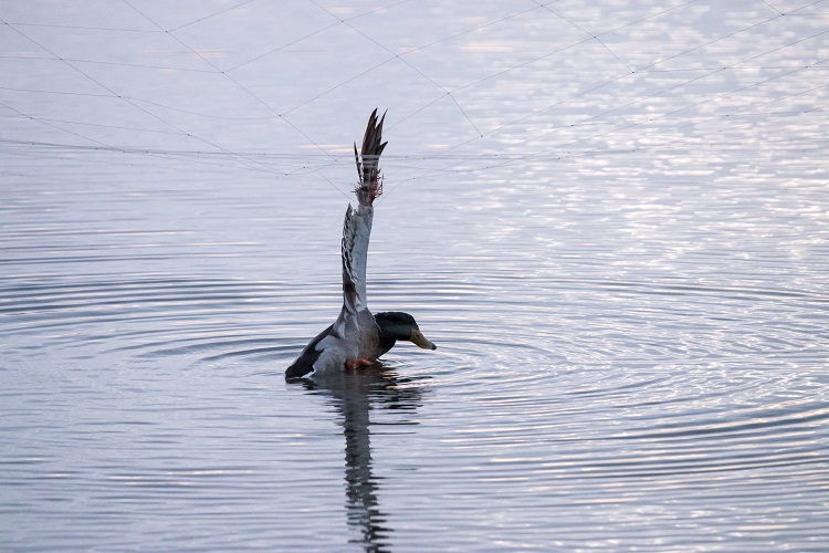Rádio Regional do Centro: ICNF nega elevado número de aves mortas em redes na Figueira da Foz