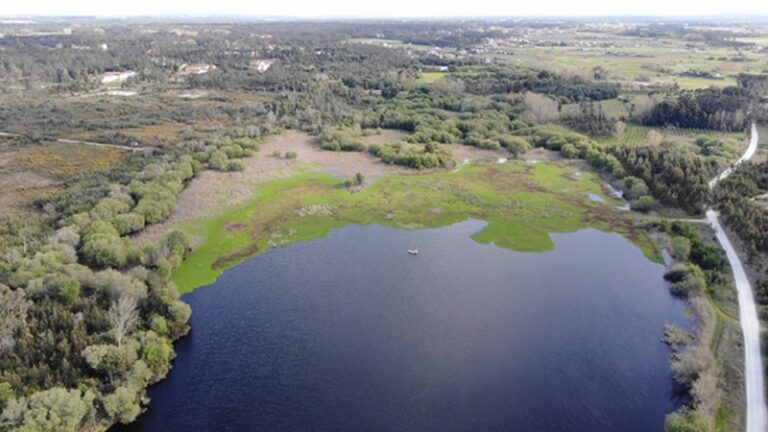 Rádio Regional do Centro: Câmara de Cantanhede avança com gestão de plantas invasoras