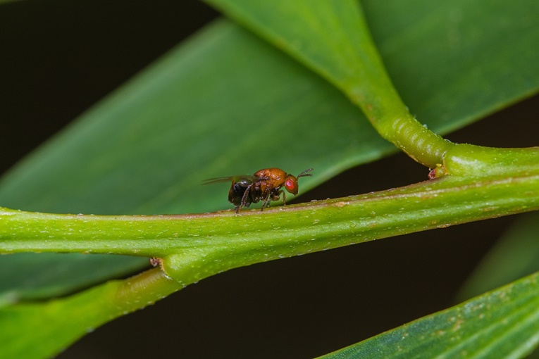Rádio Regional do Centro: Insecto da Austrália reduz potencial invasor da acácia-de-espigas em Portugal