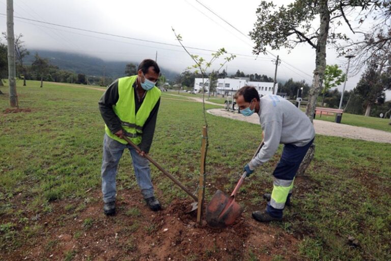 Rádio Regional do Centro: Plantadas mais de 75 árvores em espaço urbano na Lousã