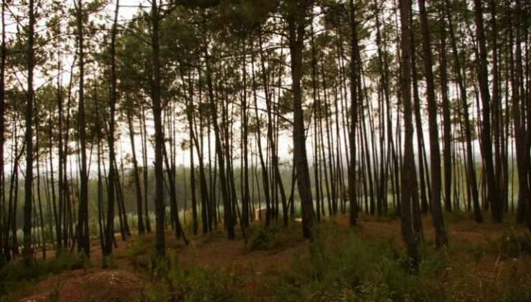 Rádio Regional do Centro: Município de Mira vai reflorestar 1.600 hectares de pinhal ardido em 2017