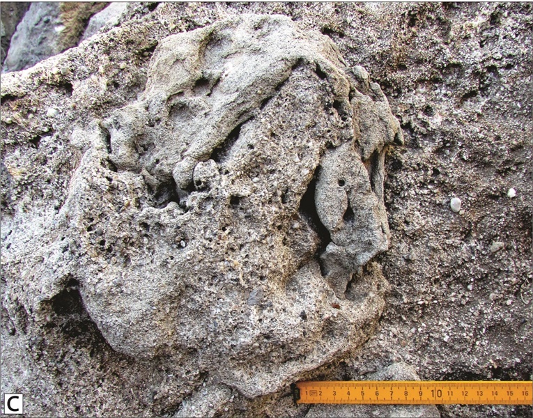Rádio Regional do Centro: Estudo da UC revela novos dados sobre pegadas de dinossauros no Cabo Mondego