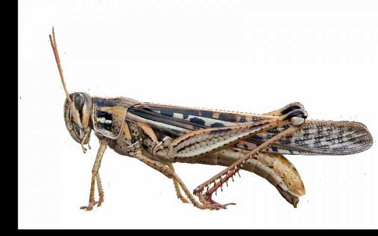 Rádio Regional do Centro: “Os Insectos e o Homem” é tema do congresso ibérico a partir de Coimbra