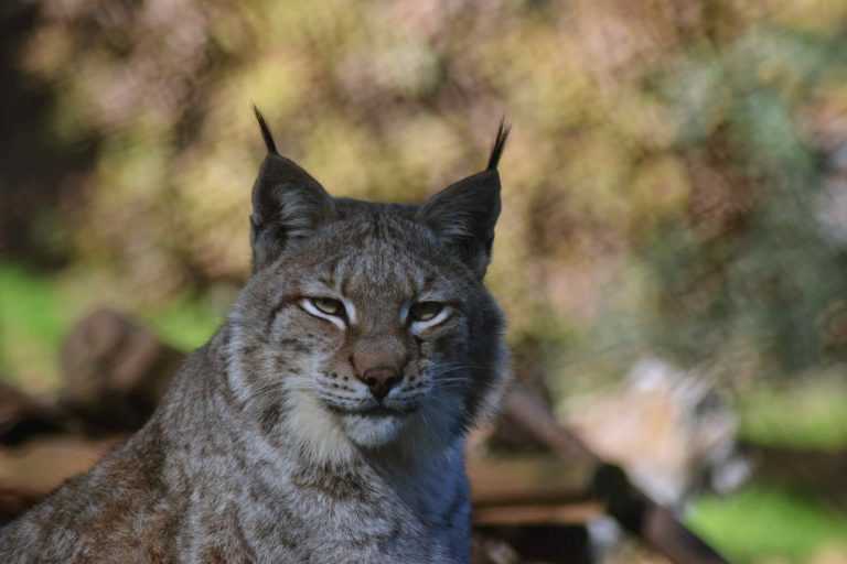 Rádio Regional do Centro: Miranda do Corvo: Parque Biológico e Templo Ecuménico registaram 355 mil entradas