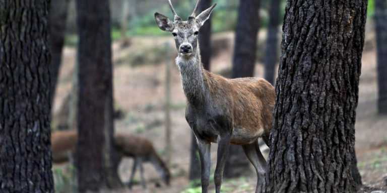 Rádio Regional do Centro: Activar vai promover caminhada nocturna na Serra da Lousã