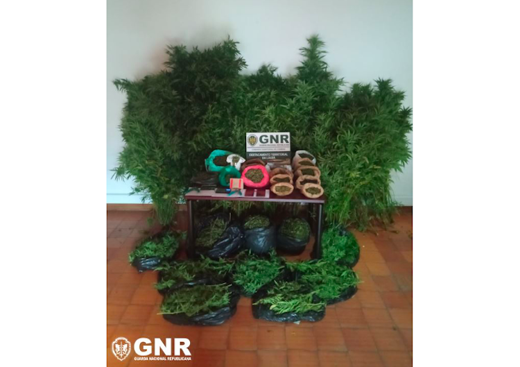 Rádio Regional do Centro: GNR detém dois homens com mais de 4.500 doses de canábis na Pampilhosa da Serra