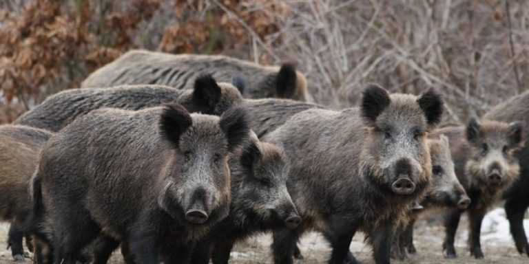 Rádio Regional do Centro: Agricultores querem ser indemnizados por prejuízos provocados por javalis