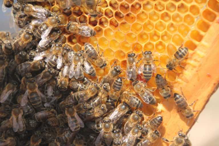 Rádio Regional do Centro: Clima incerto e vespa asiática ameaçam produção de mel na região Centro