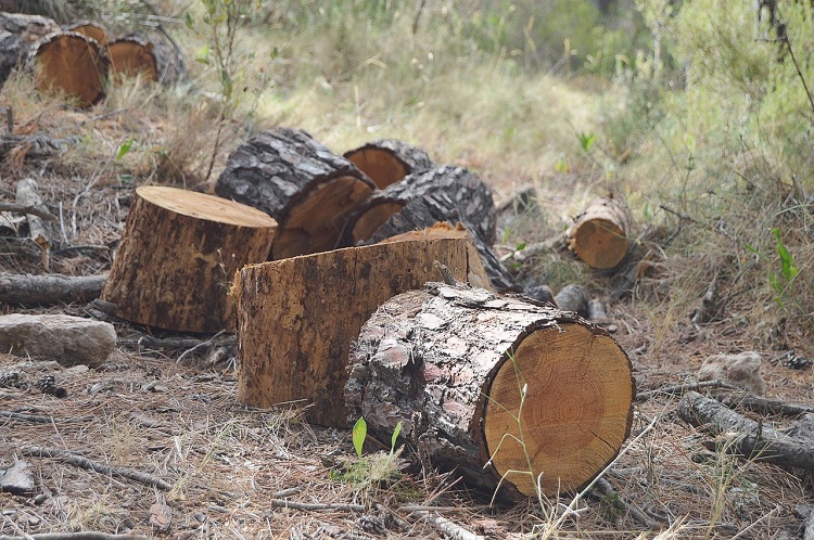 Rádio Regional do Centro: Associação alerta que falta de madeira de pinho vai levar ao fecho de empresas