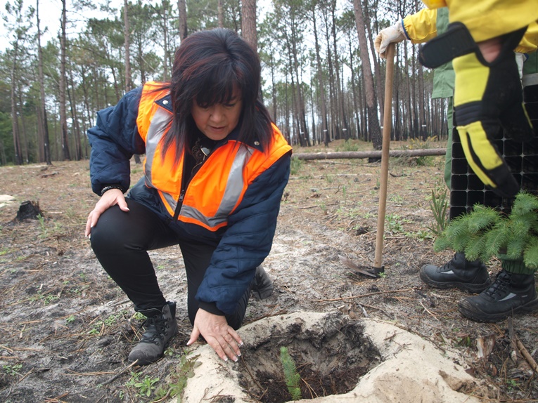 Rádio Regional do Centro: Cantanhede vai reflorestar dunas da Tocha afectadas pelo incêndio de 2017