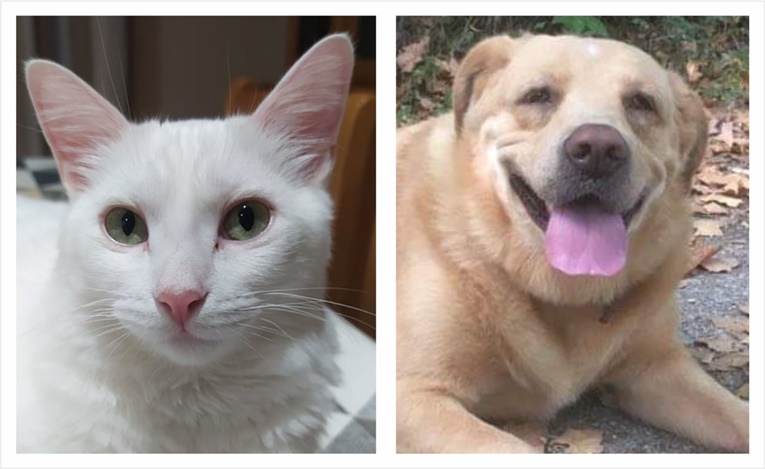 Rádio Regional do Centro: Anadia: Município está a promover campanha de esterilização de animais