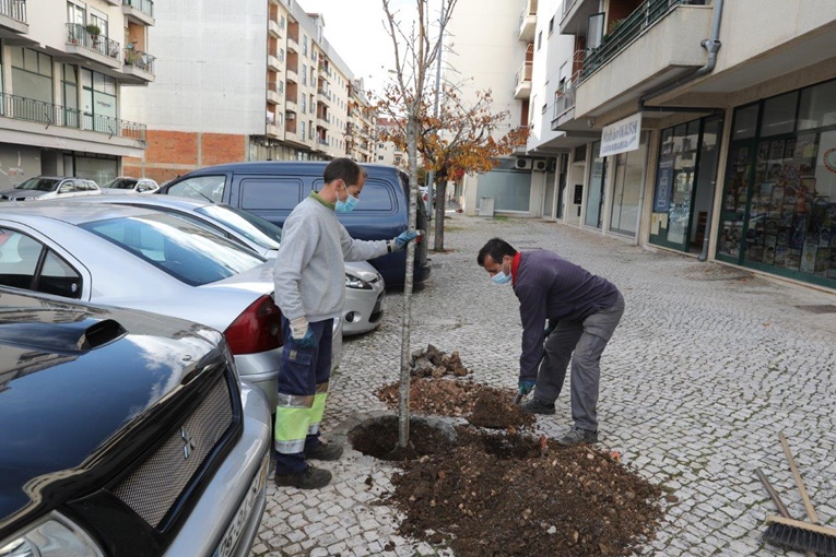 Rádio Regional do Centro: CM da Lousã procede à poda, corte e substituição de árvores no seu espaço urbano