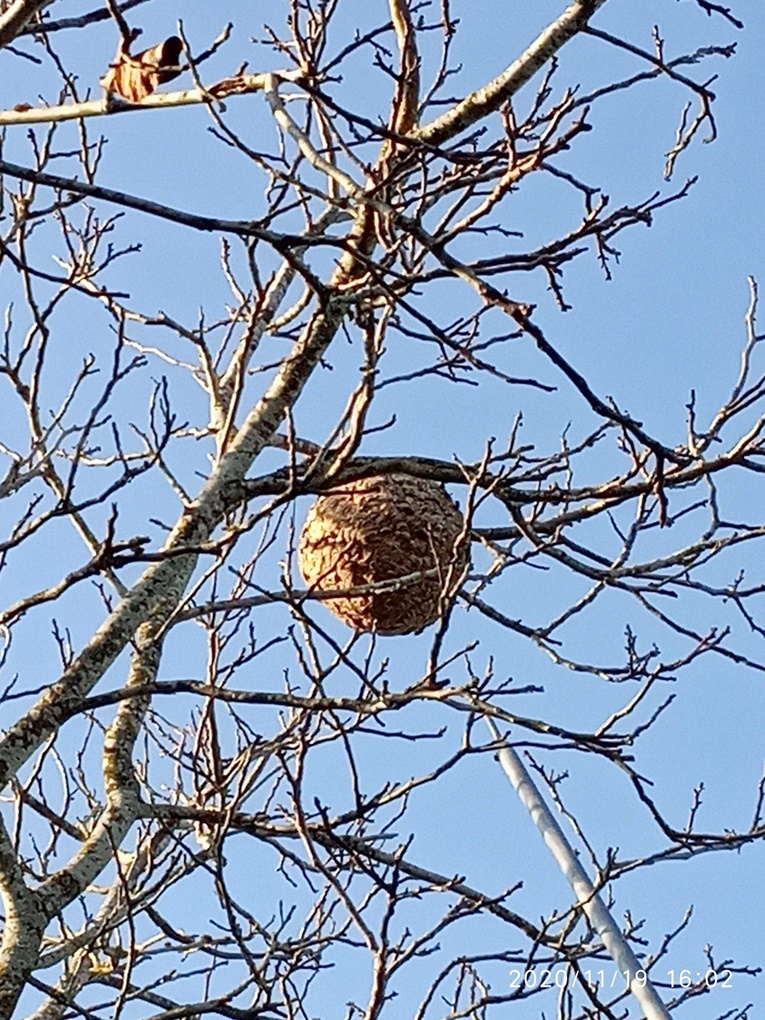 Rádio Regional do Centro: Anadia eliminou cerca de 400 ninhos de Vespa Asiática até ao mês de Outubro