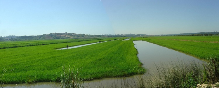 Rádio Regional do Centro: Governo aprova emparcelamento agrícola no Vale do Pranto no Baixo Mondego