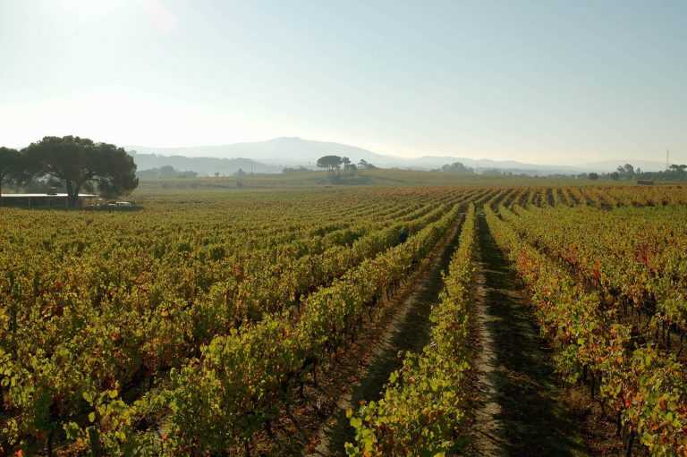 Rádio Regional do Centro: Dois vinhos da Região da Bairrada premiados pelo Crédito Agrícola