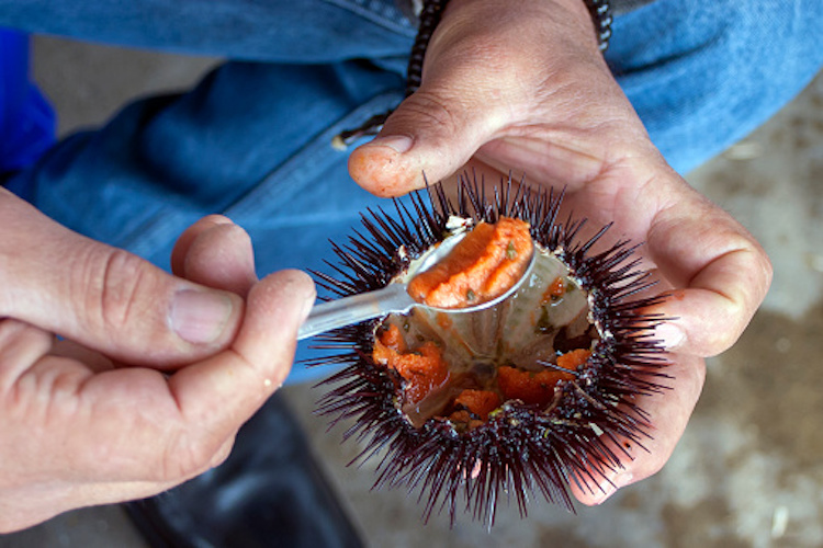 Rádio Regional do Centro: Caviar português (ovas de ouriço-do-mar) custam mais de 200 euros o quilo