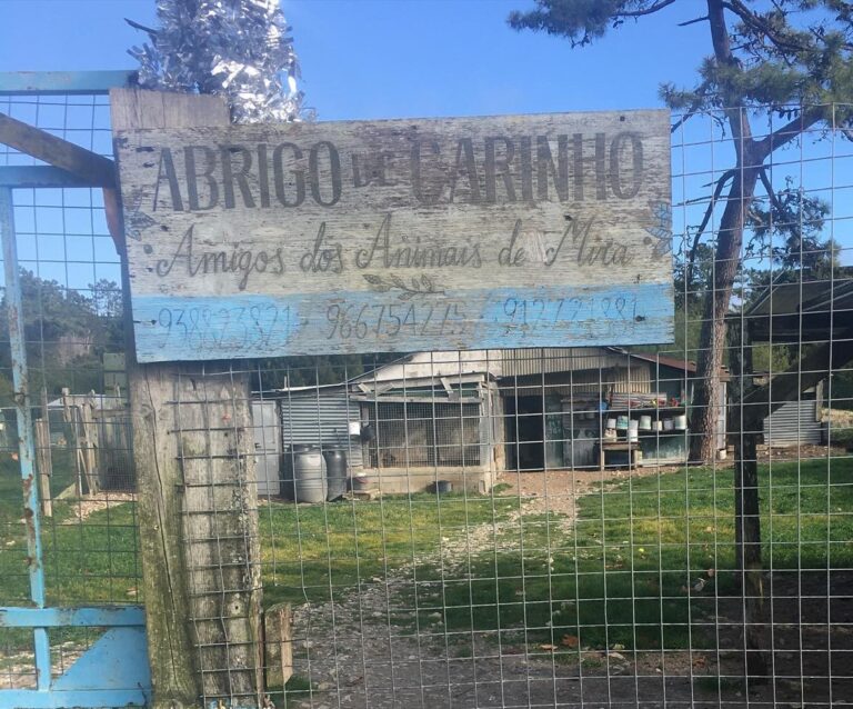 Rádio Regional do Centro: Associação Abrigo de Carinho em Mira resgatou dois mil animais desde 2009
