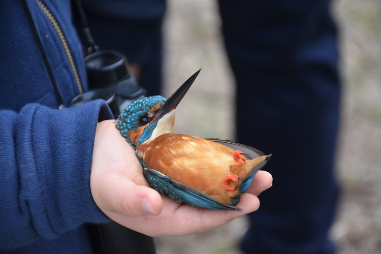 Rádio Regional do Centro: Rota das Aves encanta dezenas de participantes em Montemor-o-Velho