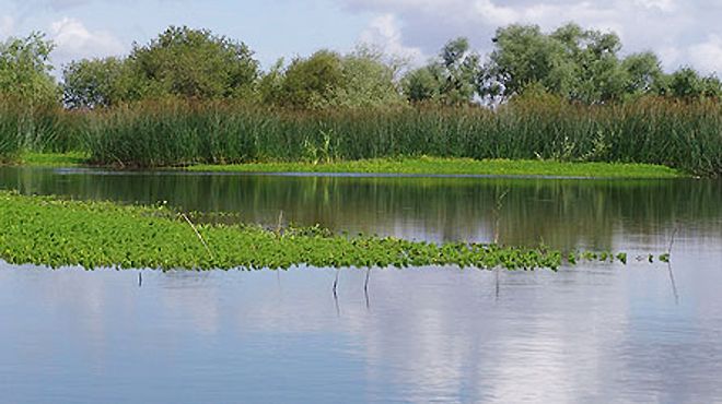 Rádio Regional do Centro: Coimbra vai criar rede de micro-reservas da natureza e biodiversidade