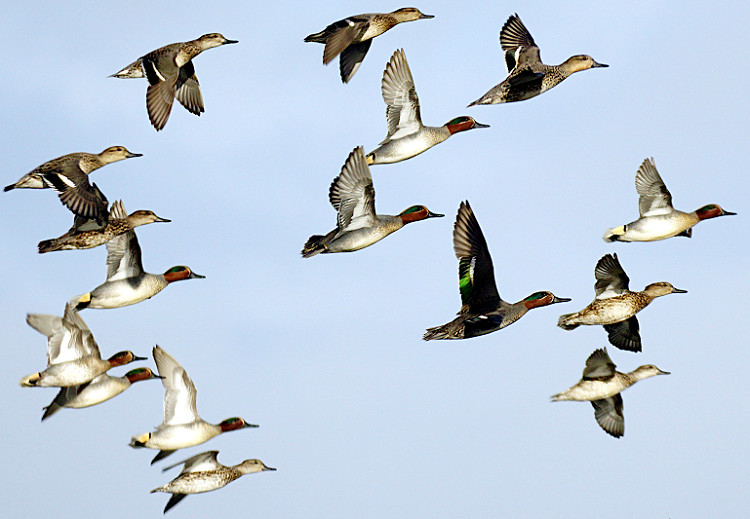 Rádio Regional do Centro: Especialistas em patos selvagens reúnem-se em Coimbra