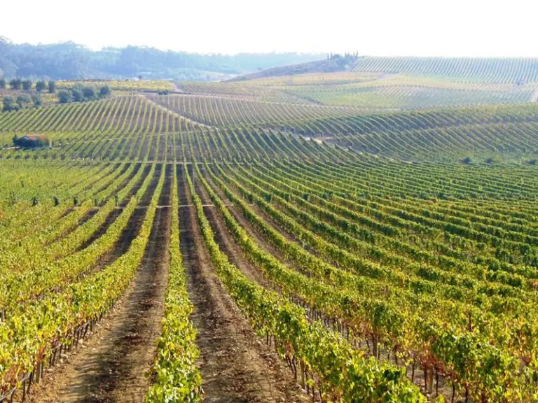Rádio Regional do Centro: Bairrada prevê produção de 180 mil hectolitros de vinho