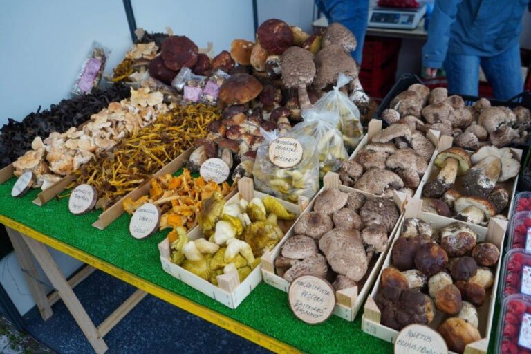 Rádio Regional do Centro: Sátão apresentou a XV edição da “Feira do Míscaro”