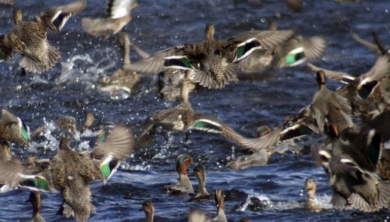 Rádio Regional do Centro: ESAC-IPC inicia Curso de Gestão de Aves Aquáticas Cinegéticas