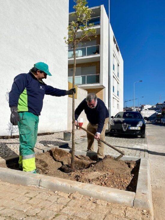 Rádio Regional do Centro: Câmara de Coimbra planta 20 árvores na Rua José Marques Dias Ferreira