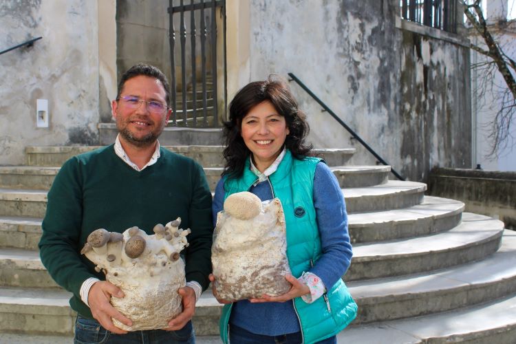 Rádio Regional do Centro: PRR: Universidade de Coimbra lidera projecto para cultivo sustentável de cogumelos