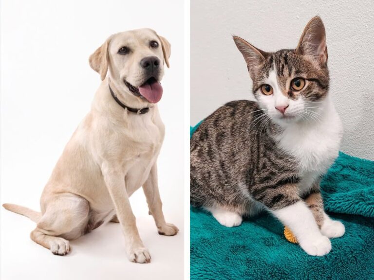 Rádio Regional do Centro: Município de Anadia realiza campanha de esterilização de animais de companhia