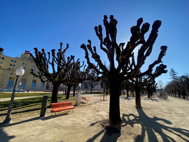Rádio Regional do Centro: Câmara de Coimbra está a podar tílias centenárias no Parque Manuel Braga