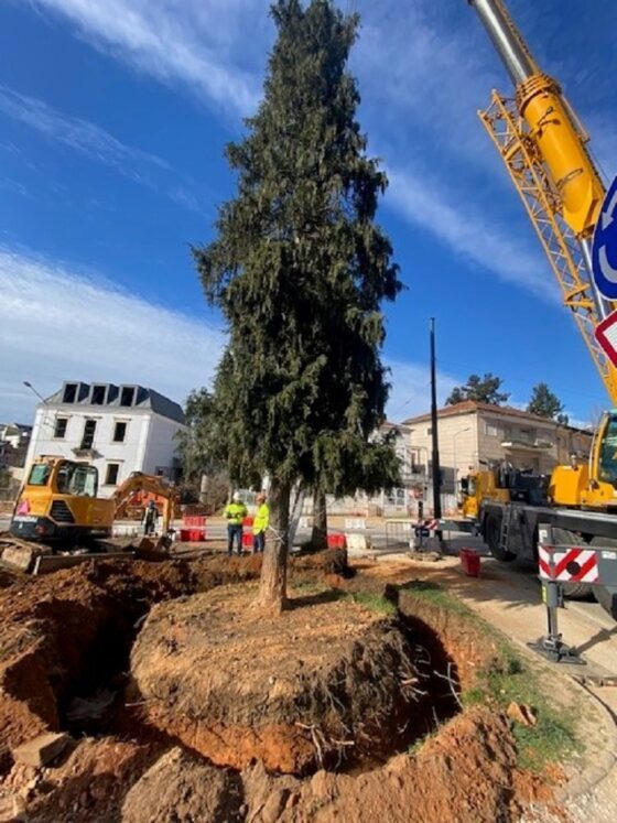 Rádio Regional do Centro: Árvores de grande porte mudadas para relvado junto ao Estádio Cidade de Coimbra