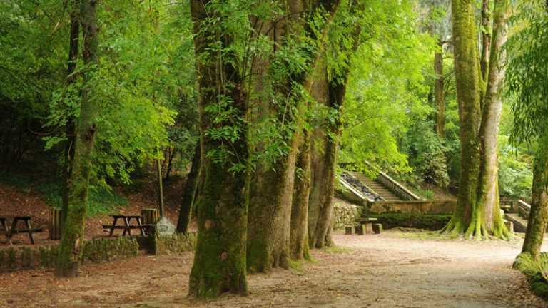 Rádio Regional do Centro: Fundação Mata do Buçaco e Forestwise unidos pela gestão de combustíveis