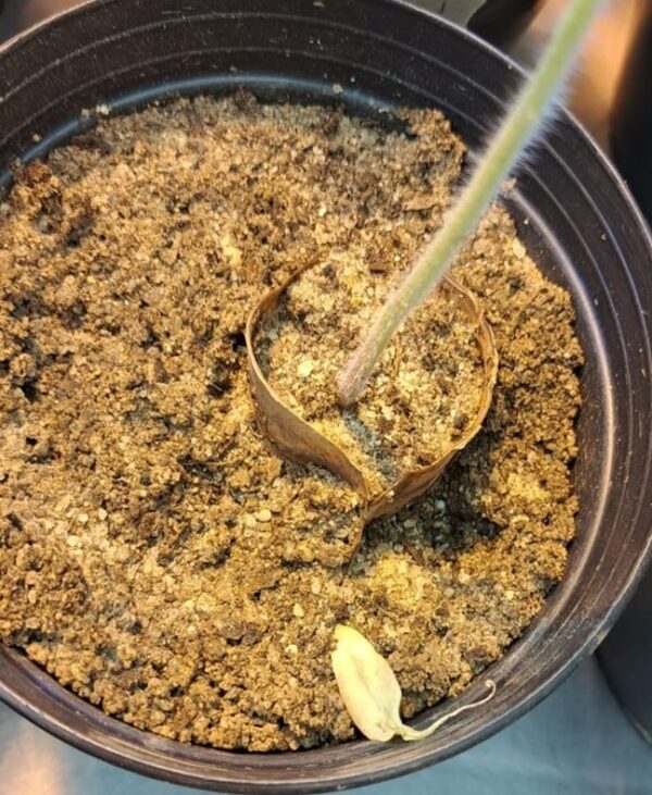 Rádio Regional do Centro: Universidade de Coimbra cria saco biodegradável contra parasitas de plantas