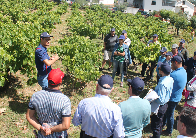 Rádio Regional do Centro: Vinhos de Sicó promovem-se em mais uma edição da Vinália em Podentes, Penela
