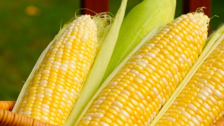 Rádio Regional do Centro: Agricultores do Baixo Mondego exigem medidas para escoar milho