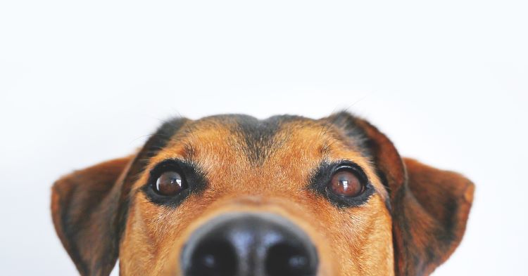 Rádio Regional do Centro: Miranda do Corvo organiza “cãominhada” solidária