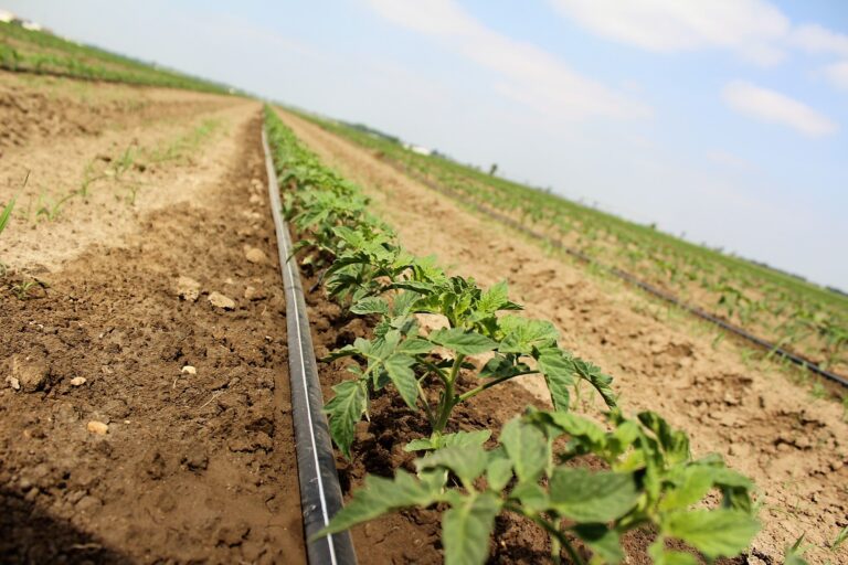 Rádio Regional do Centro: Produção mundial de tomate para indústria bate recorde
