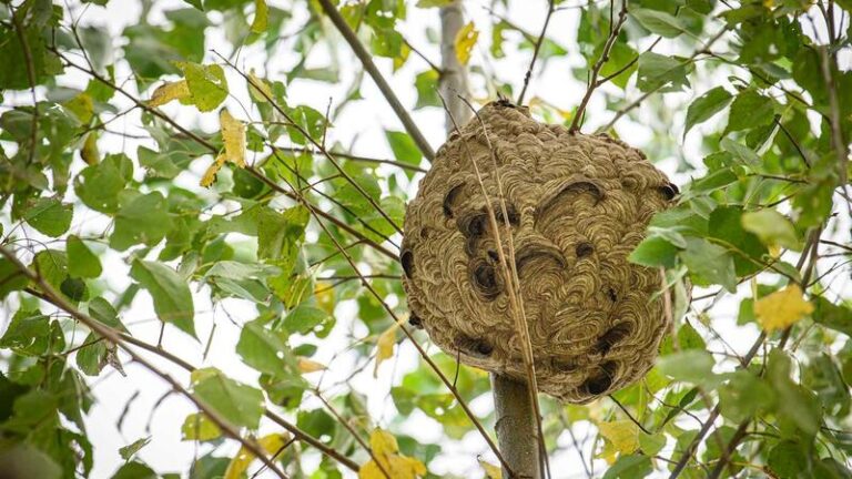 Rádio Regional do Centro: Mira reforça combate à vespa asiática com destruição de 142 ninhos em 2023