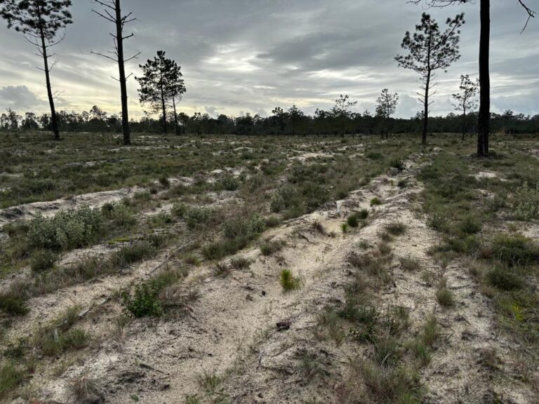 Rádio Regional do Centro: Mira já plantou 1 milhão de árvores para reflorestar área ardida em 2017