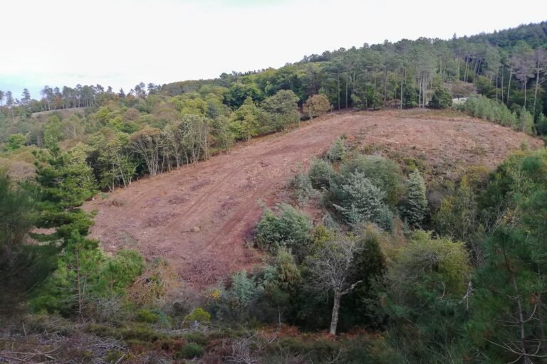 Rádio Regional do Centro: Câmara avançou com acção contra corte abusivo de madeira na Serra da Lousã