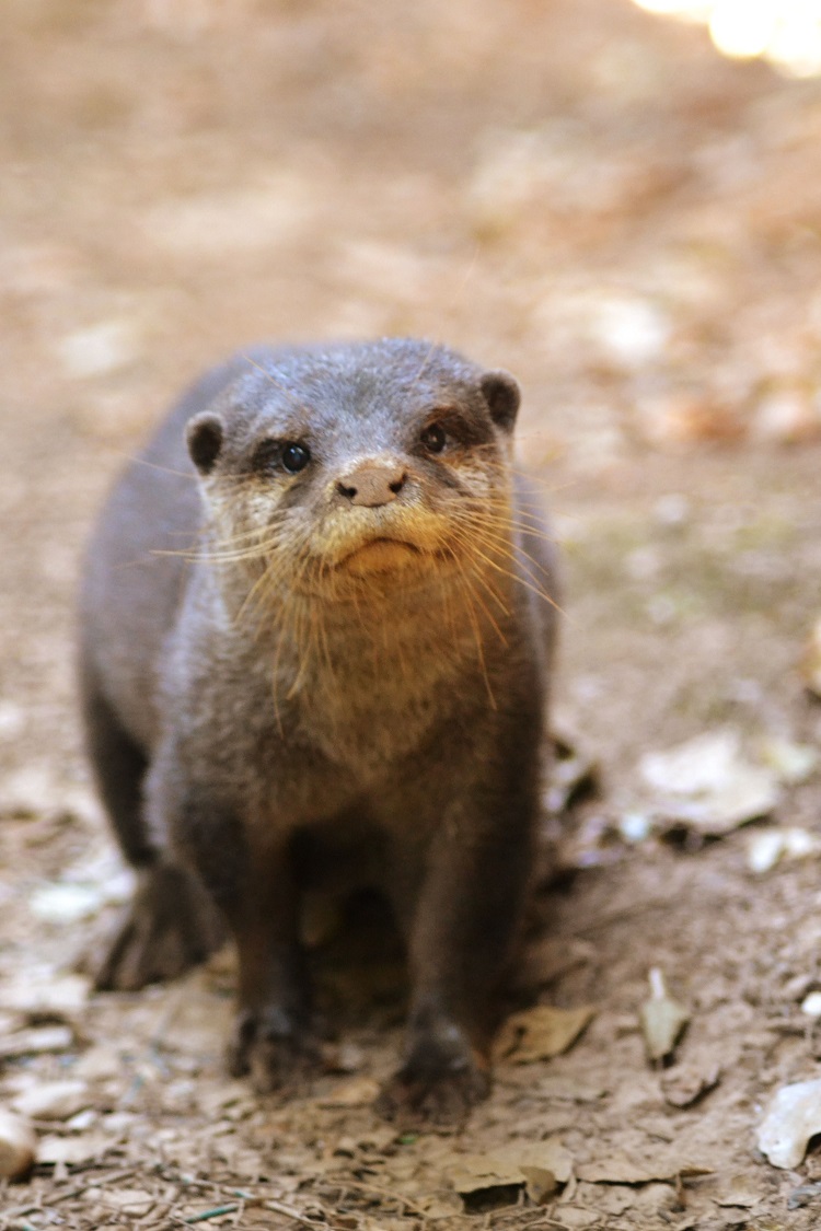 Rádio Regional do Centro: Natal presenteou com uma lontra o Parque Biológico da Serra da Lousã