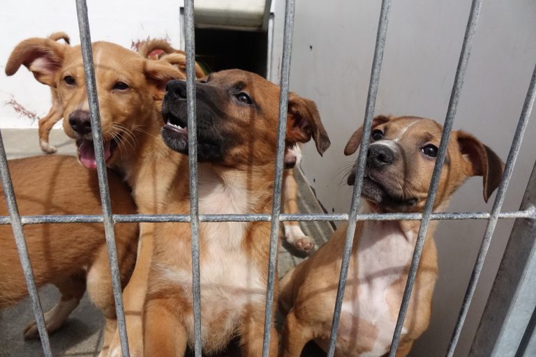 Rádio Regional do Centro: Câmara de Coimbra lança projecto-piloto de treino para cães adoptados no Canil Municipal