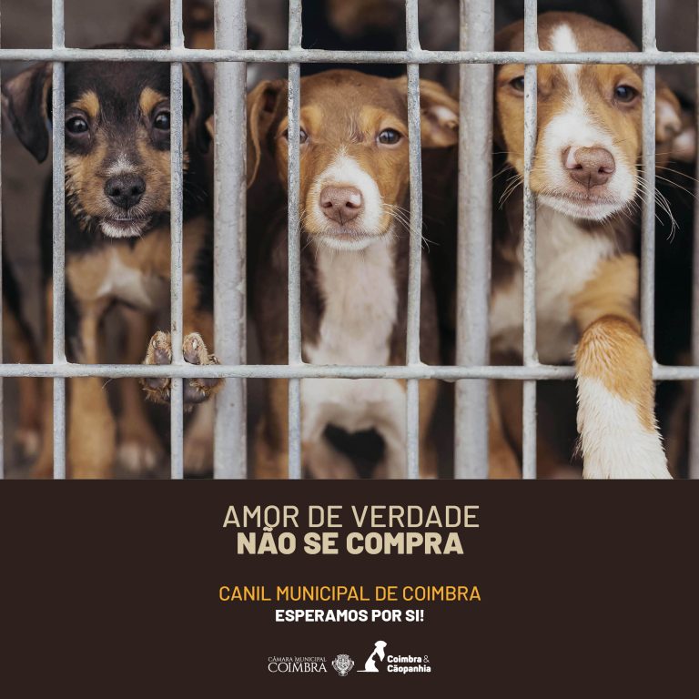 Rádio Regional do Centro: Câmara de Coimbra relança campanha para adopção responsável de animais do Canil Municipal