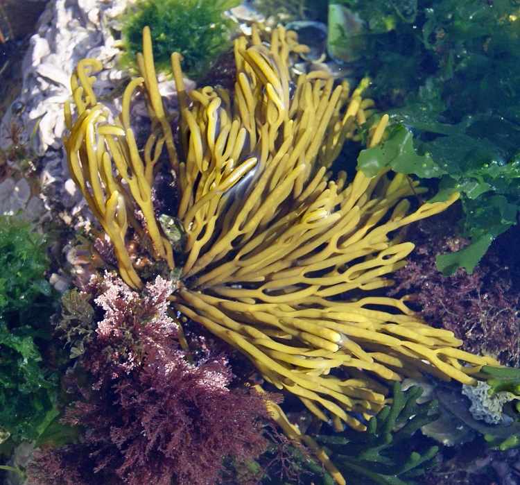 Rádio Regional do Centro: Docente da Universidade de Coimbra cria guia de macroalgas da costa portuguesa