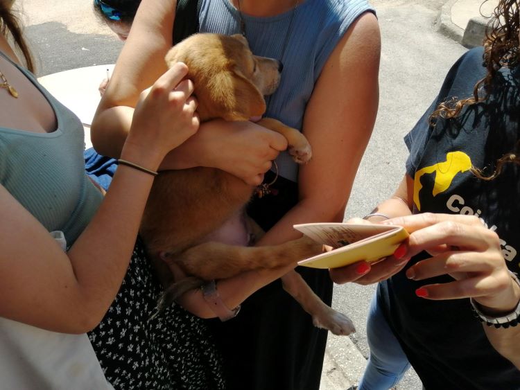 Rádio Regional do Centro: Canil Municipal de Coimbra abre portas este domingo para mais um “Open Day”