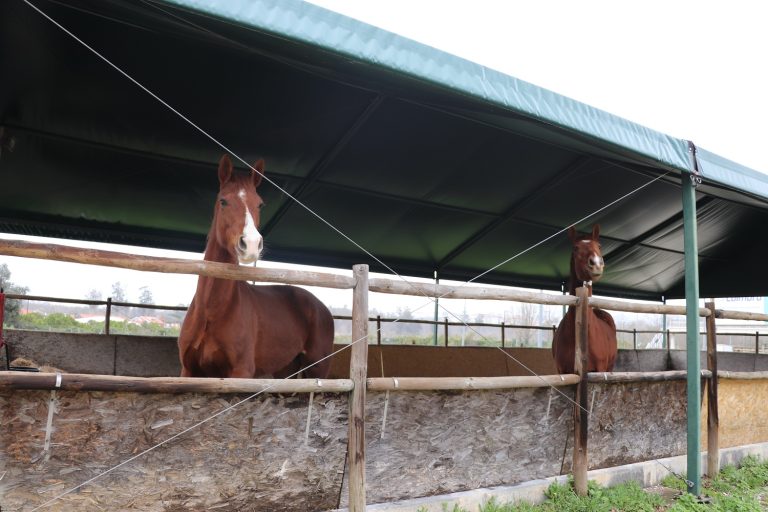 Rádio Regional do Centro: Agrária de Coimbra acolhe temporariamente cavalos do Centro Hípico de Coimbra