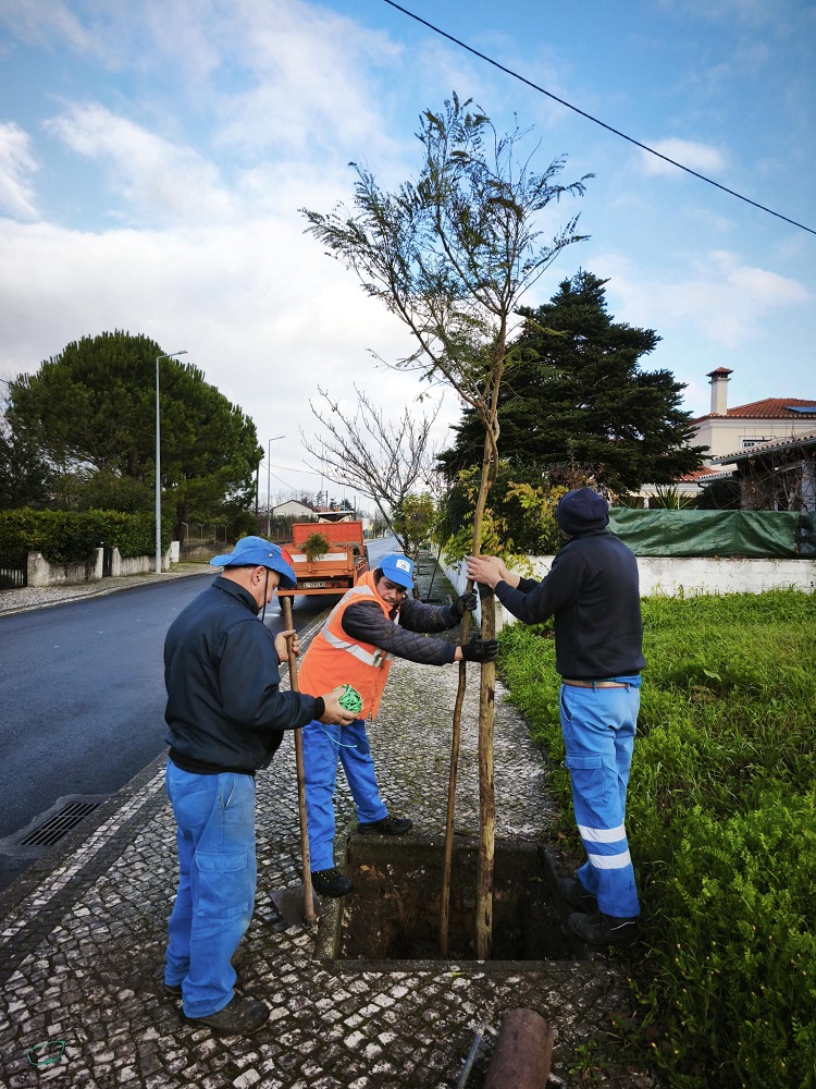 Rádio Regional do Centro: INOVA planta 60 jacarandás em rua de Cantanhede