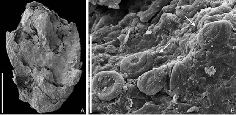 Rádio Regional do Centro: Investigadores de Coimbra descobrem fóssil de novo cone de conífera com 133 milhões de anos